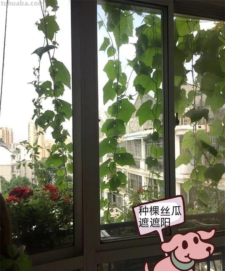 不用院子，咱家阳台也能种菜，长得比吃的还快
