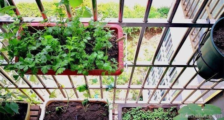 不用院子，咱家阳台也能种菜，长得比吃的还快