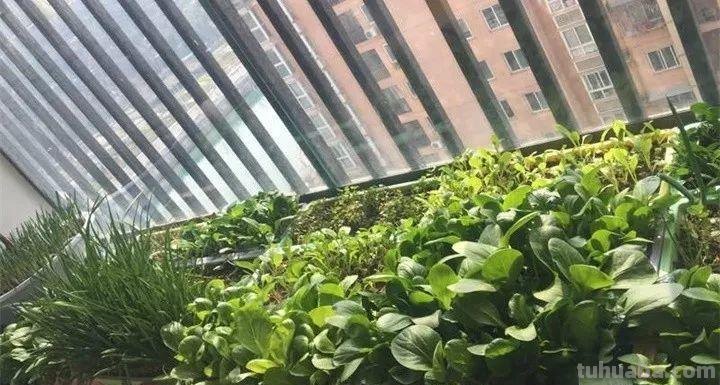 不用院子，咱家阳台也能种菜，长得比吃的还快