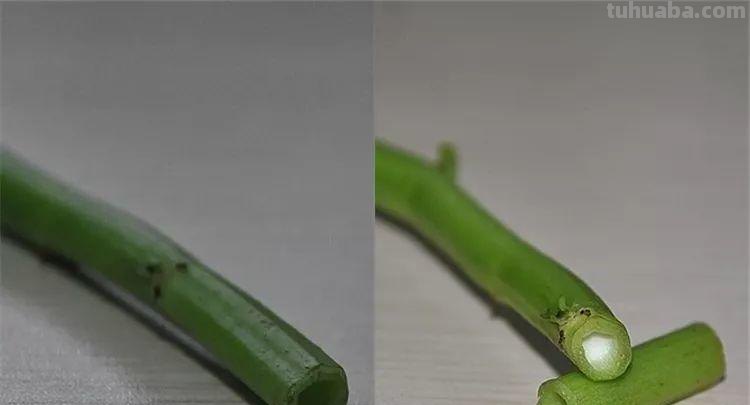 不用院子，咱家阳台也能种菜，长得比吃的还快