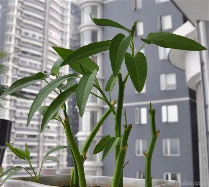 不用院子，咱家阳台也能种菜，长得比吃的还快