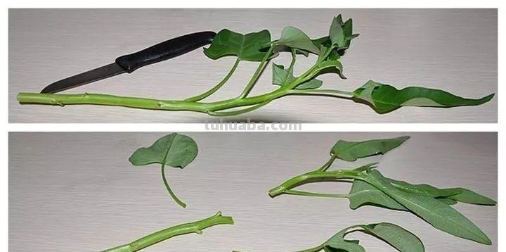 不用院子，咱家阳台也能种菜，长得比吃的还快