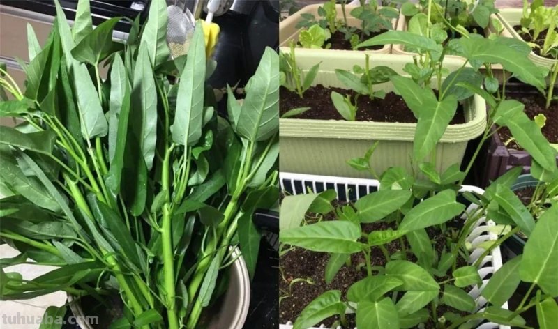 不用院子，咱家阳台也能种菜，长得比吃的还快