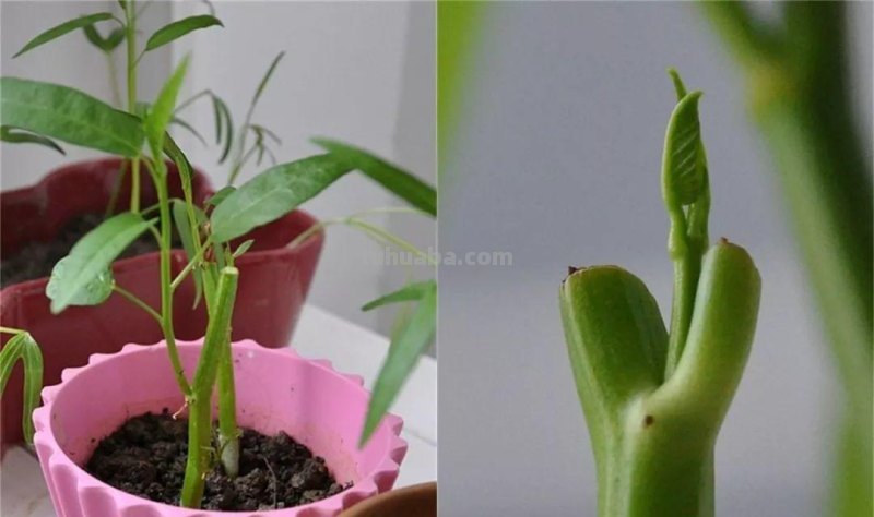 不用院子，咱家阳台也能种菜，长得比吃的还快