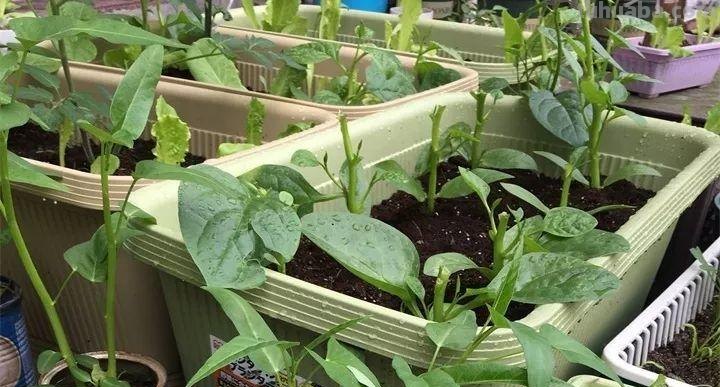 不用院子，咱家阳台也能种菜，长得比吃的还快