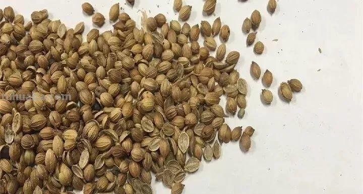 不用院子，咱家阳台也能种菜，长得比吃的还快