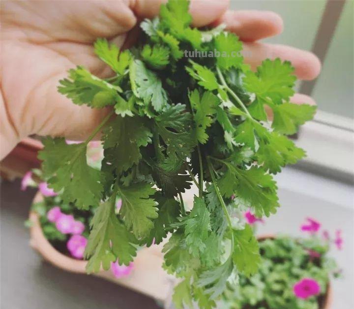 不用院子，咱家阳台也能种菜，长得比吃的还快