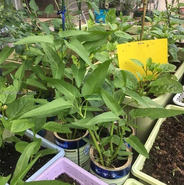 不用院子，咱家阳台也能种菜，长得比吃的还快