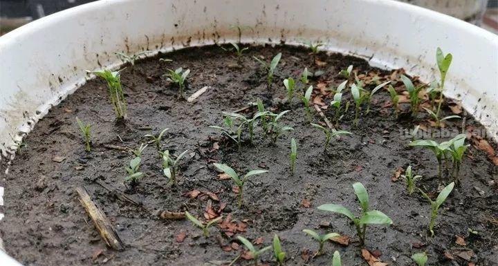 不用院子，咱家阳台也能种菜，长得比吃的还快