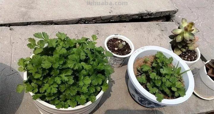 不用院子，咱家阳台也能种菜，长得比吃的还快