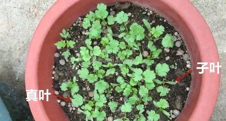 不用院子，咱家阳台也能种菜，长得比吃的还快