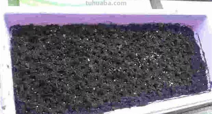 不用院子，咱家阳台也能种菜，长得比吃的还快