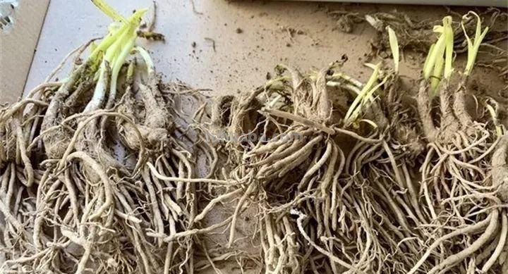 不用院子，咱家阳台也能种菜，长得比吃的还快