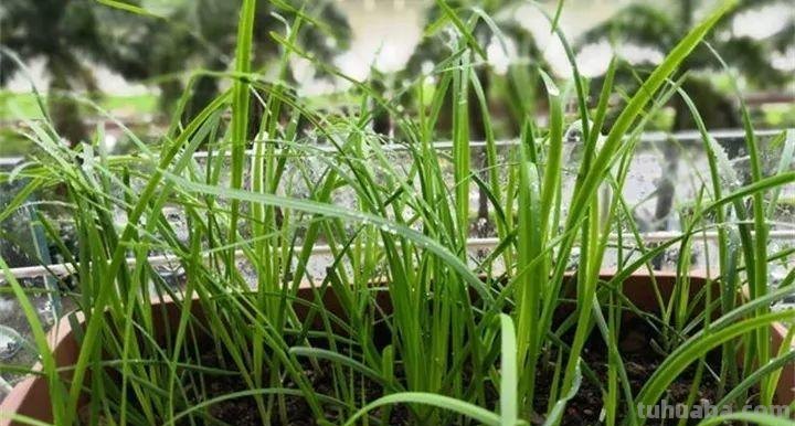 不用院子，咱家阳台也能种菜，长得比吃的还快