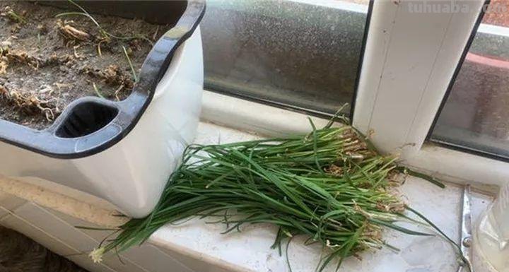 不用院子，咱家阳台也能种菜，长得比吃的还快