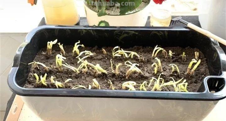 不用院子，咱家阳台也能种菜，长得比吃的还快