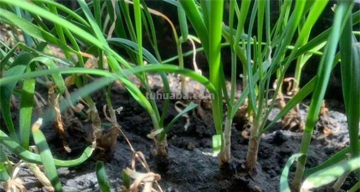 不用院子，咱家阳台也能种菜，长得比吃的还快