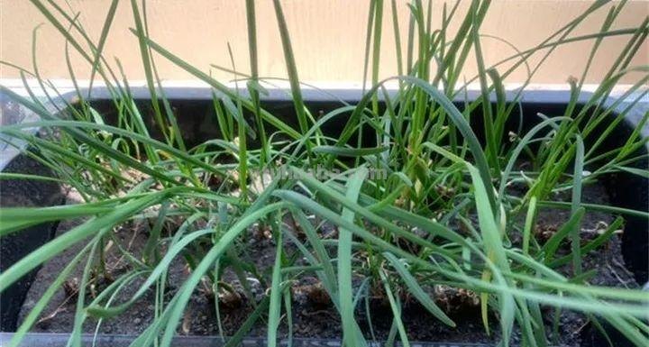 不用院子，咱家阳台也能种菜，长得比吃的还快