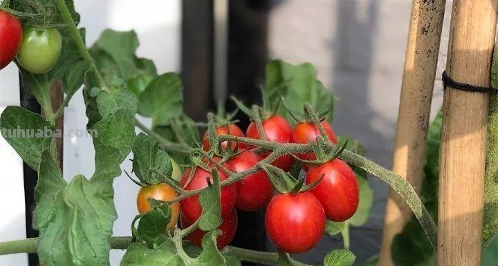 不用院子，咱家阳台也能种菜，长得比吃的还快