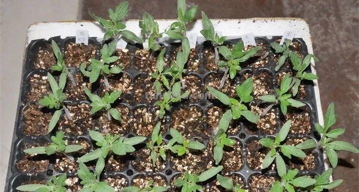 不用院子，咱家阳台也能种菜，长得比吃的还快