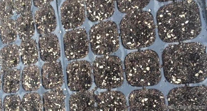 不用院子，咱家阳台也能种菜，长得比吃的还快