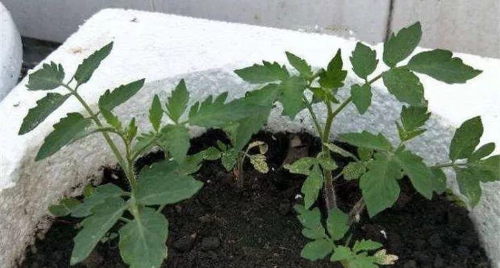 不用院子，咱家阳台也能种菜，长得比吃的还快