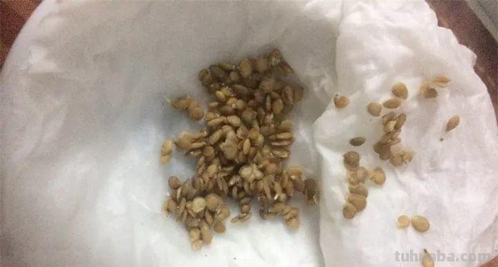 不用院子，咱家阳台也能种菜，长得比吃的还快