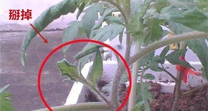 不用院子，咱家阳台也能种菜，长得比吃的还快