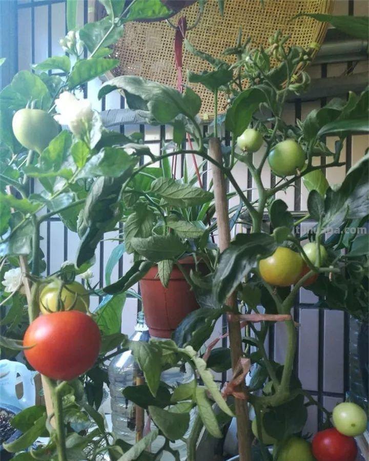 不用院子，咱家阳台也能种菜，长得比吃的还快