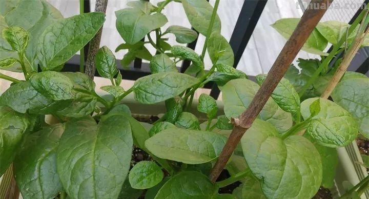 不用院子，咱家阳台也能种菜，长得比吃的还快