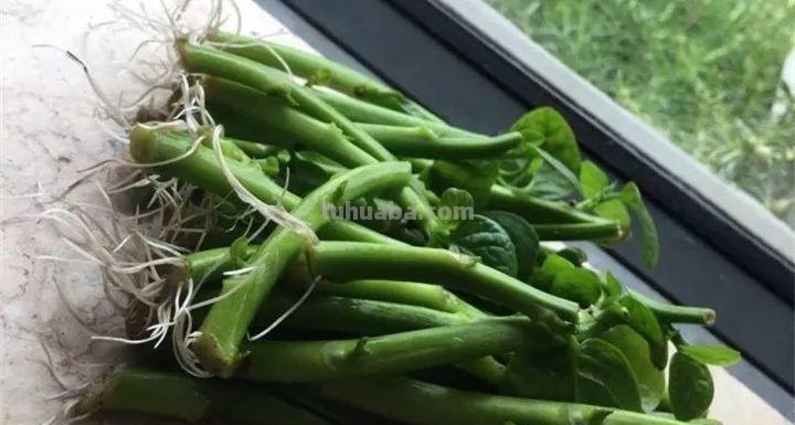 不用院子，咱家阳台也能种菜，长得比吃的还快