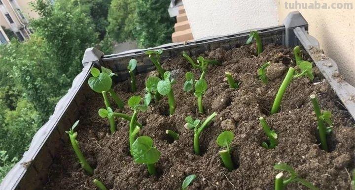 不用院子，咱家阳台也能种菜，长得比吃的还快