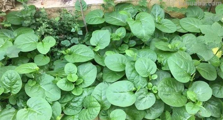 不用院子，咱家阳台也能种菜，长得比吃的还快