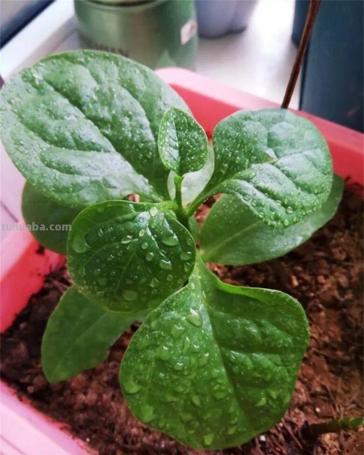 不用院子，咱家阳台也能种菜，长得比吃的还快