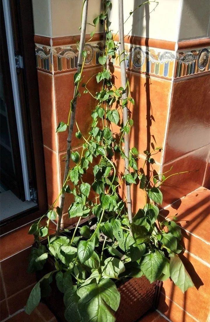 不用院子，咱家阳台也能种菜，长得比吃的还快