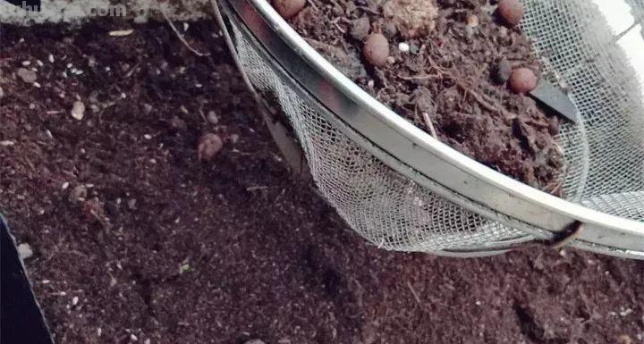 不用院子，咱家阳台也能种菜，长得比吃的还快