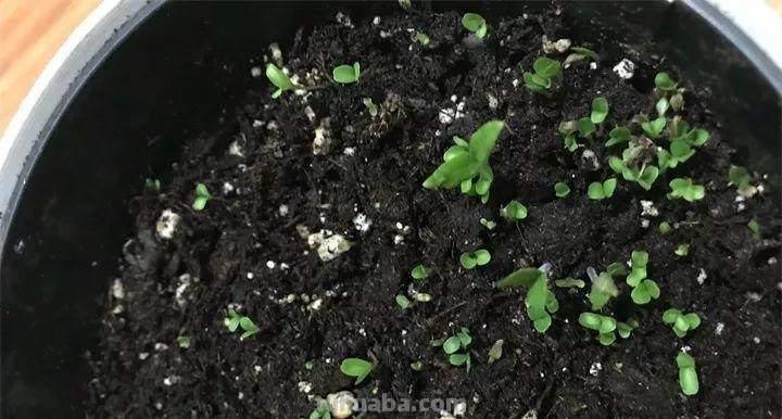 不用院子，咱家阳台也能种菜，长得比吃的还快