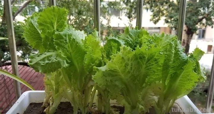 不用院子，咱家阳台也能种菜，长得比吃的还快