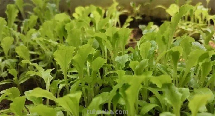 不用院子，咱家阳台也能种菜，长得比吃的还快