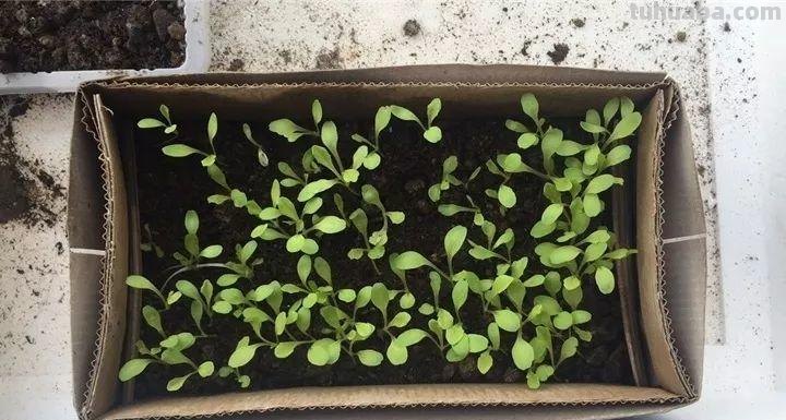 不用院子，咱家阳台也能种菜，长得比吃的还快