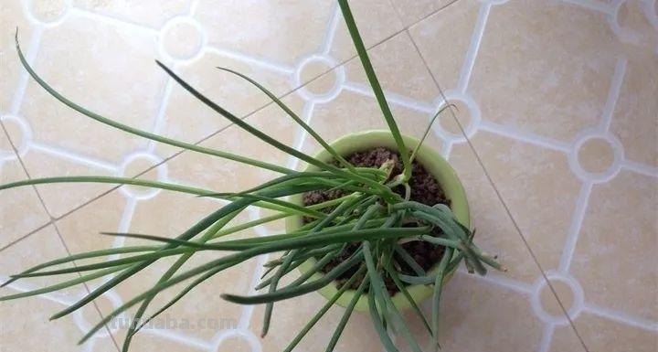 不用院子，咱家阳台也能种菜，长得比吃的还快