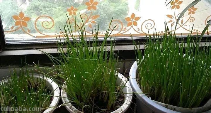 不用院子，咱家阳台也能种菜，长得比吃的还快