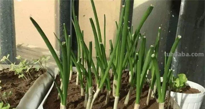 不用院子，咱家阳台也能种菜，长得比吃的还快