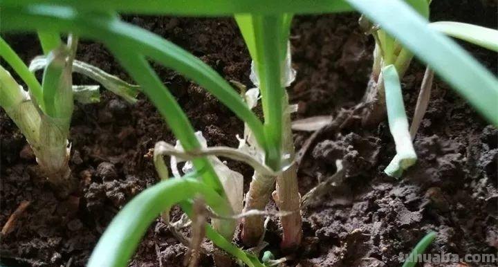 不用院子，咱家阳台也能种菜，长得比吃的还快