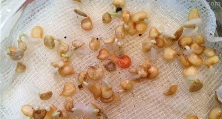 不用院子，咱家阳台也能种菜，长得比吃的还快