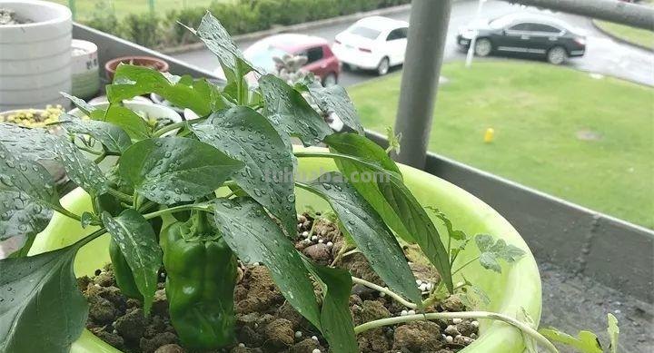 不用院子，咱家阳台也能种菜，长得比吃的还快