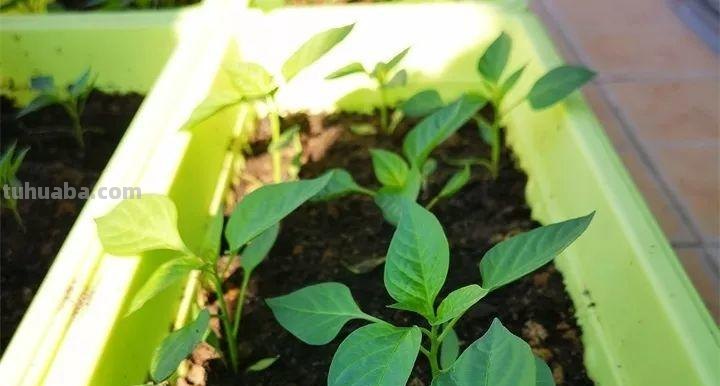 不用院子，咱家阳台也能种菜，长得比吃的还快