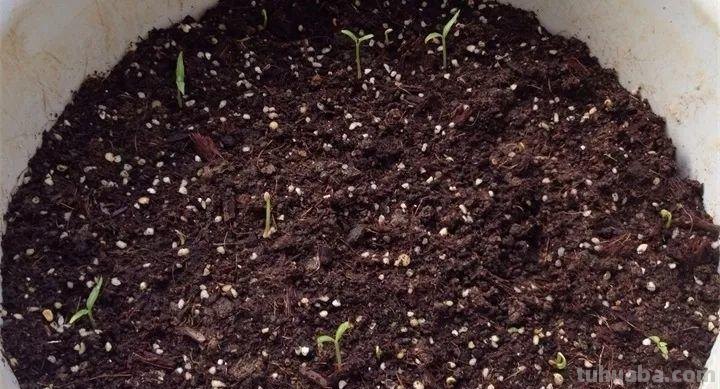 不用院子，咱家阳台也能种菜，长得比吃的还快