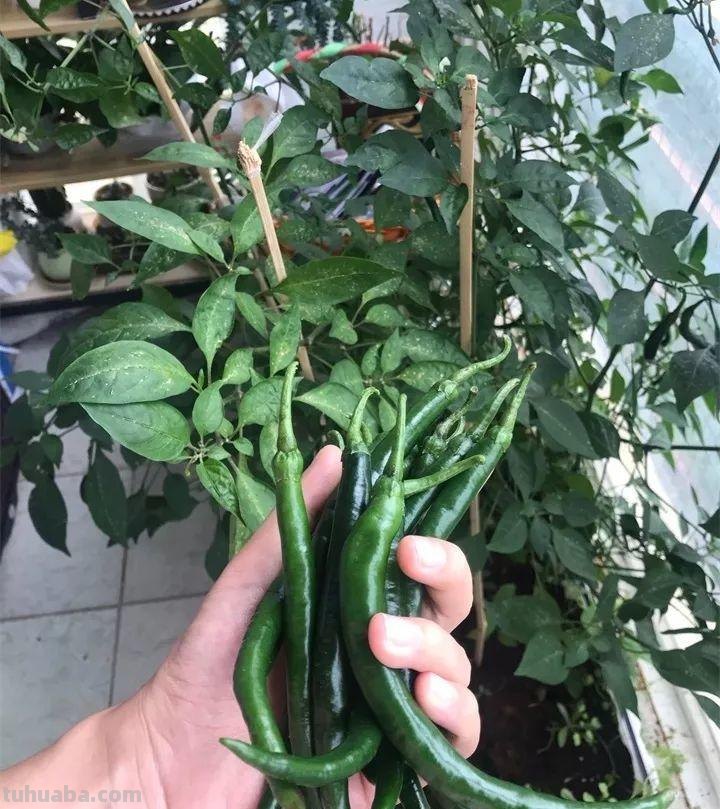 不用院子，咱家阳台也能种菜，长得比吃的还快