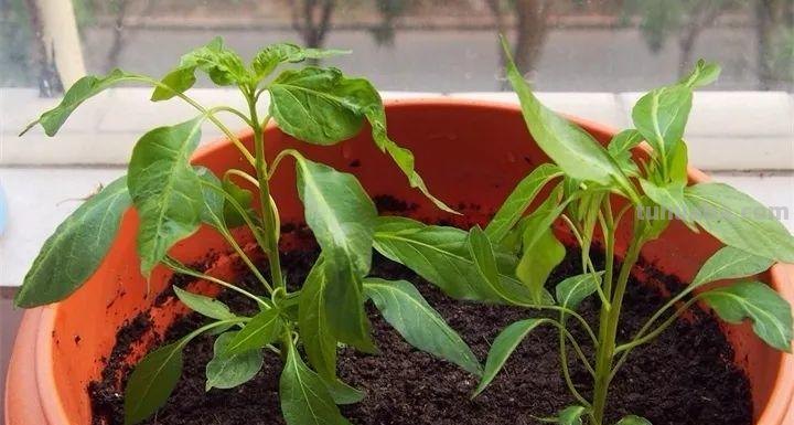 不用院子，咱家阳台也能种菜，长得比吃的还快